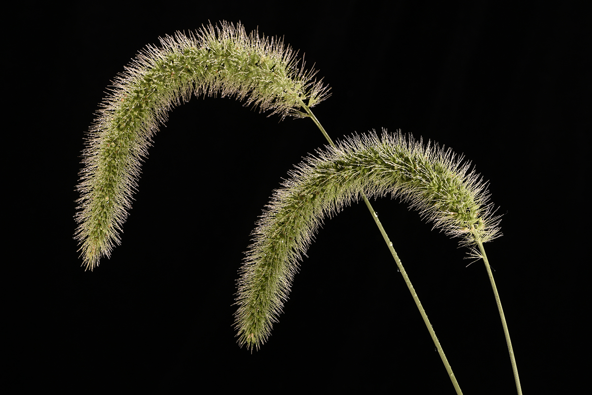 Foxtails