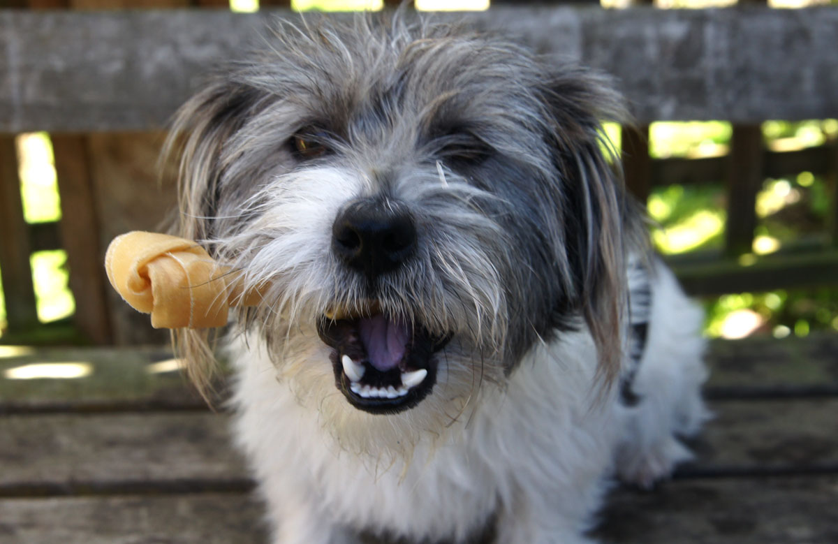 breakfast Bone 