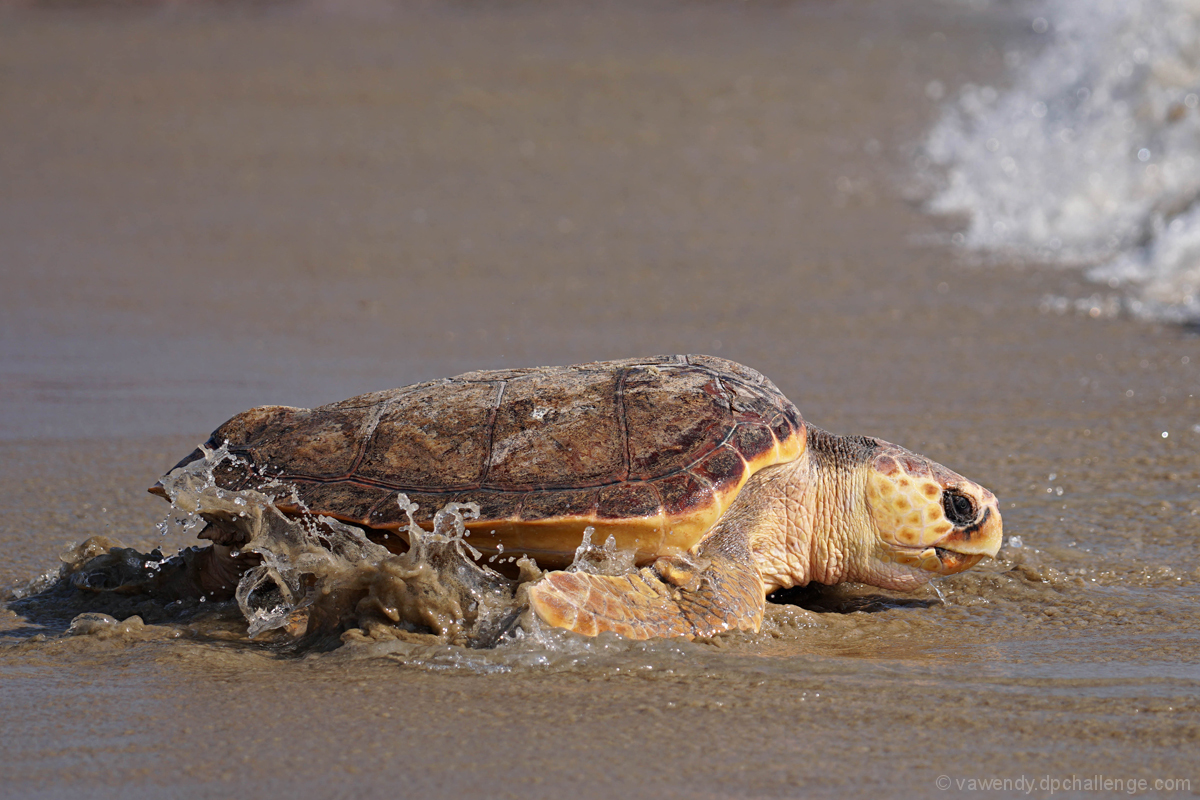 Return to the Sea