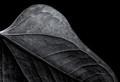 Anthurium Andraeanum