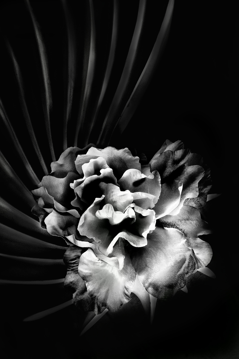 Peony's Madness