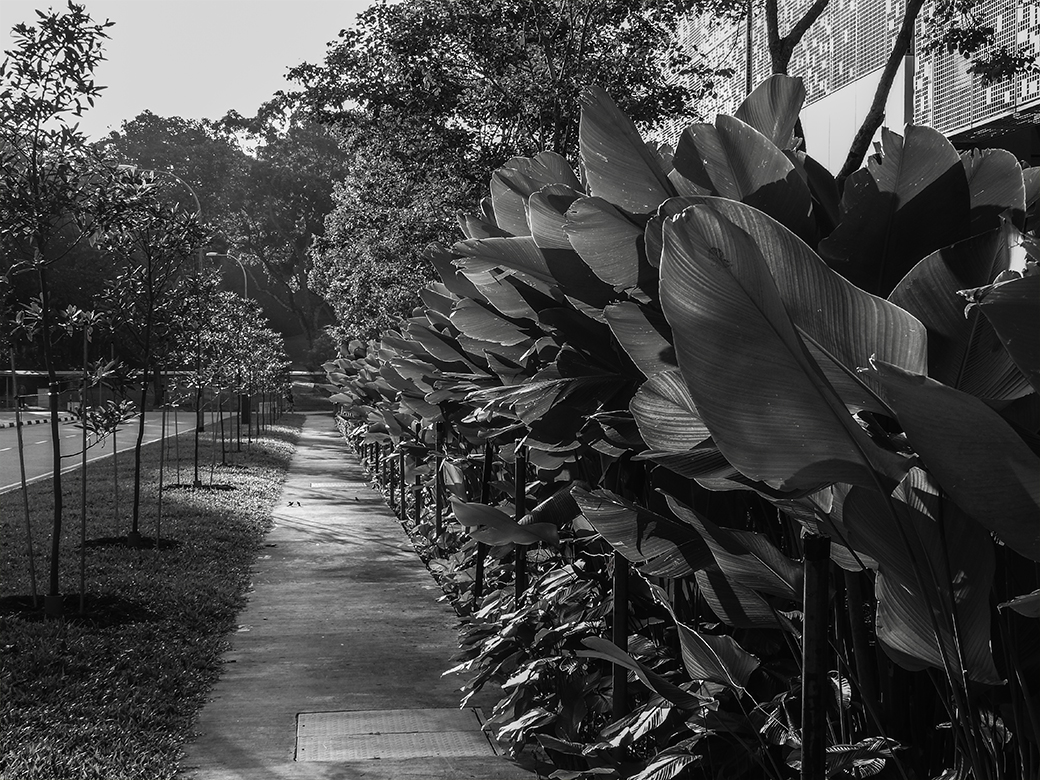 The Plant B& W