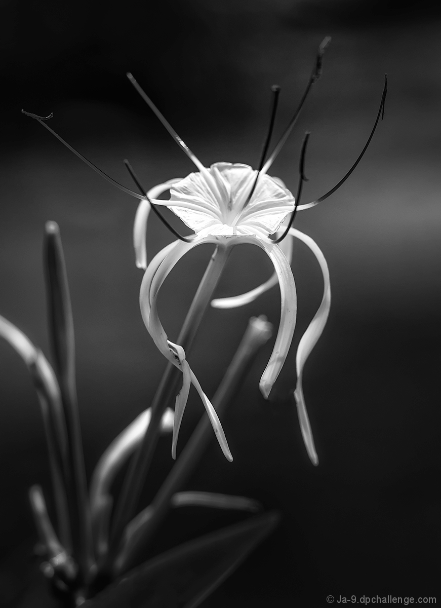 Spiderlily