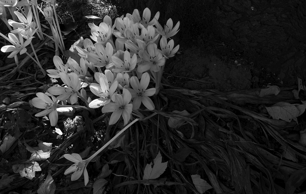 Colchicum autumnale