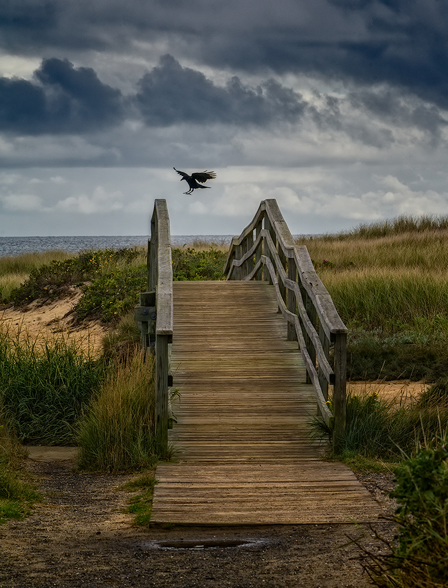 The Crow