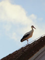 Stork