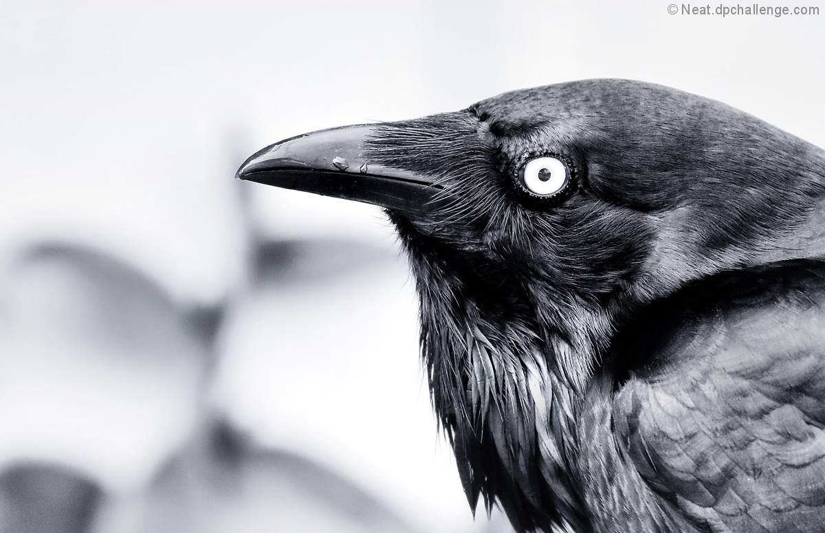 Wet beak