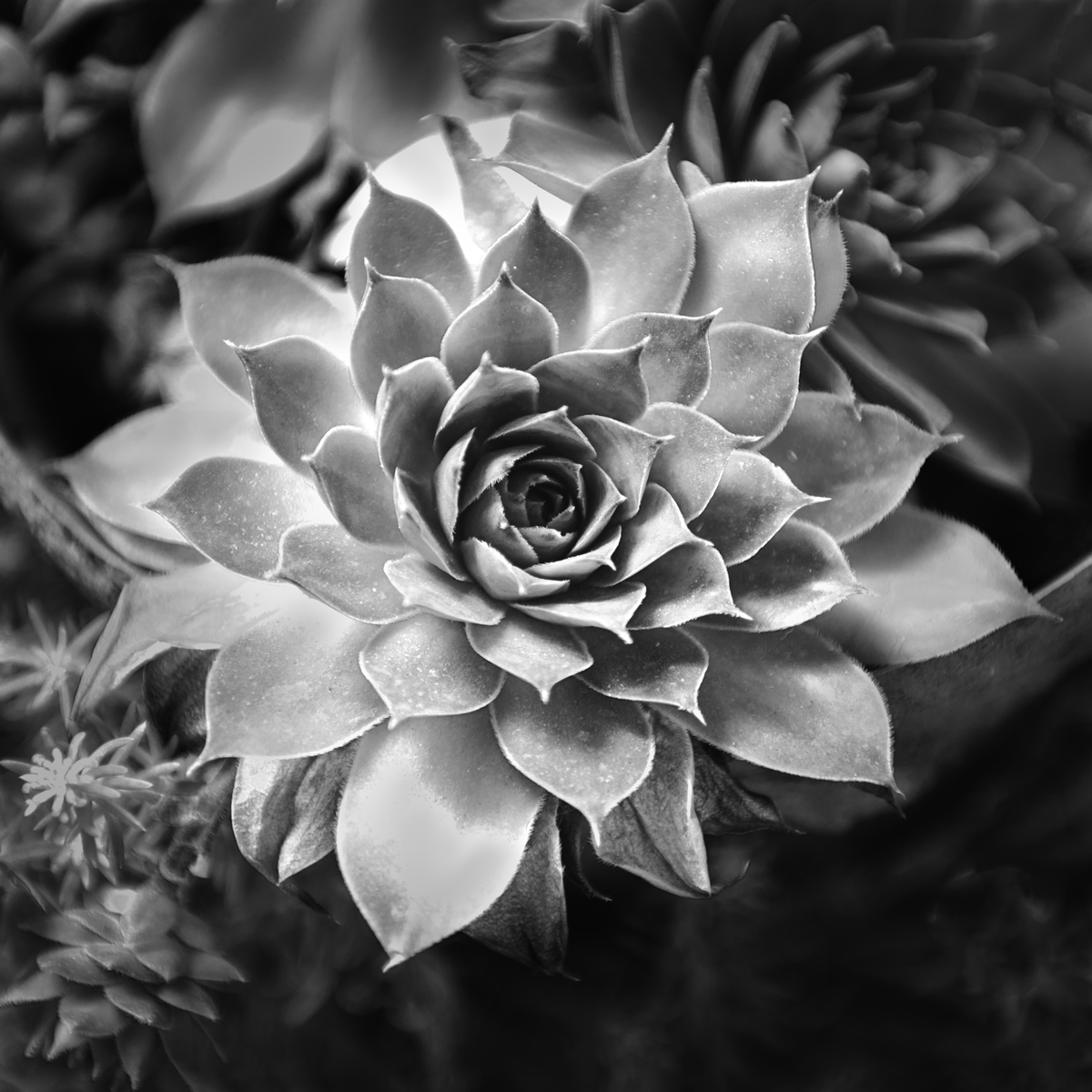 Complex Simplicity