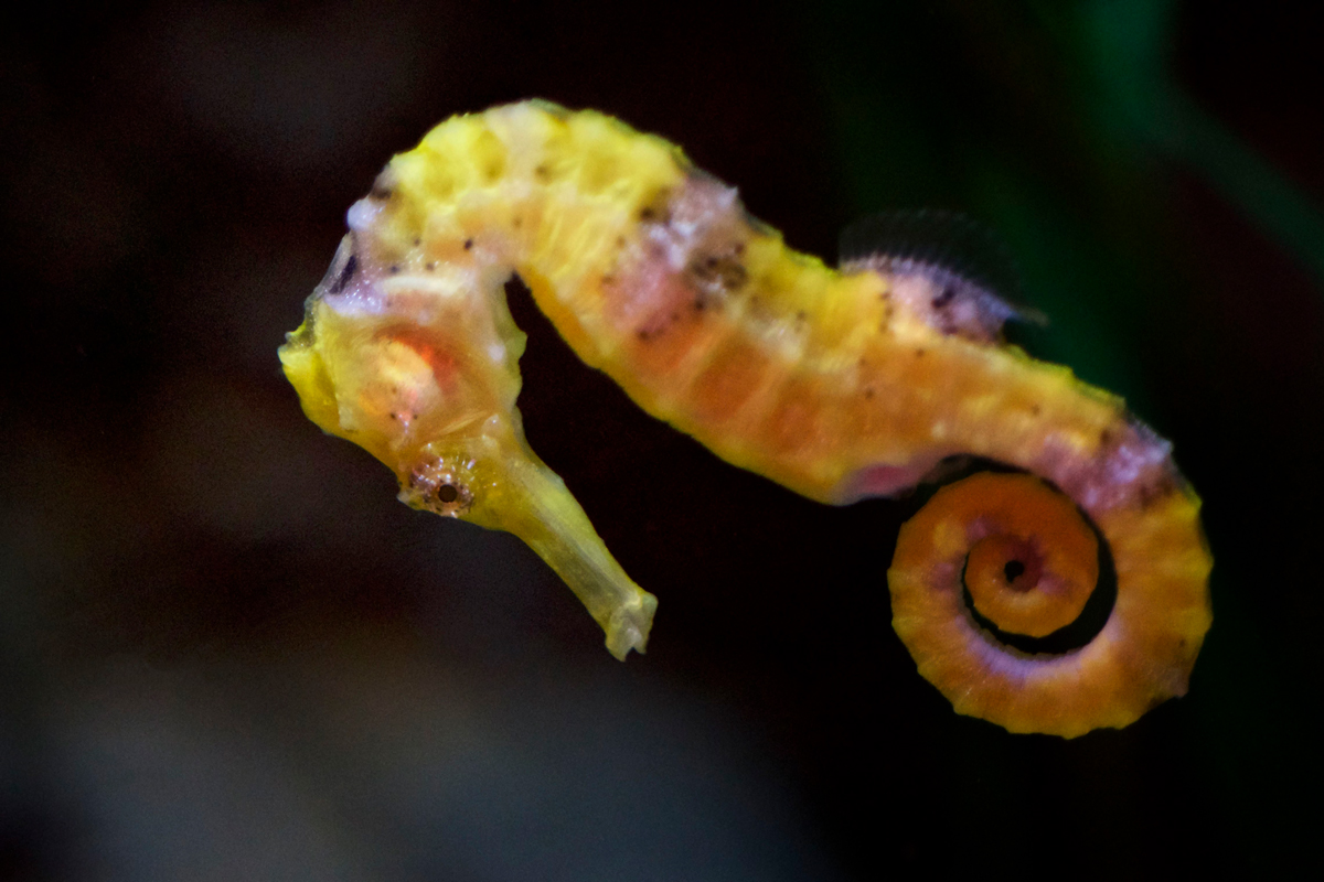 Seahorse