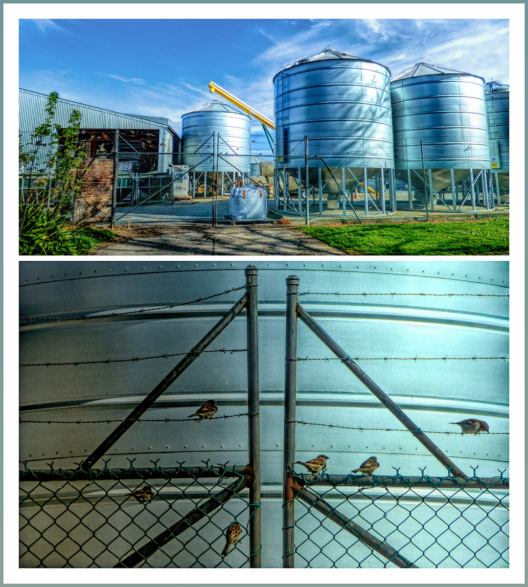 Silos and Sparrows