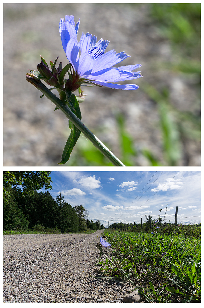 Chicory Blue