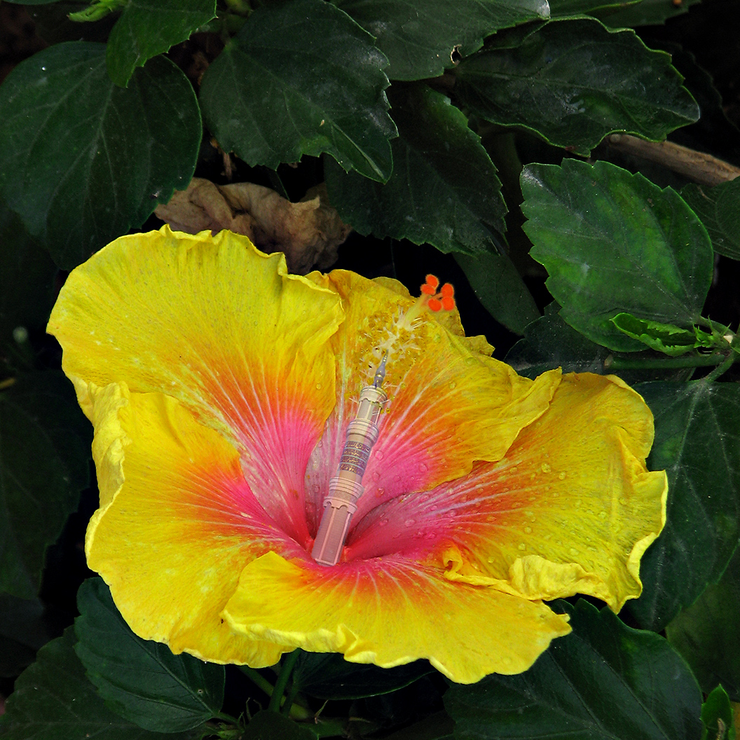 Holy Hibiscus, Batman!