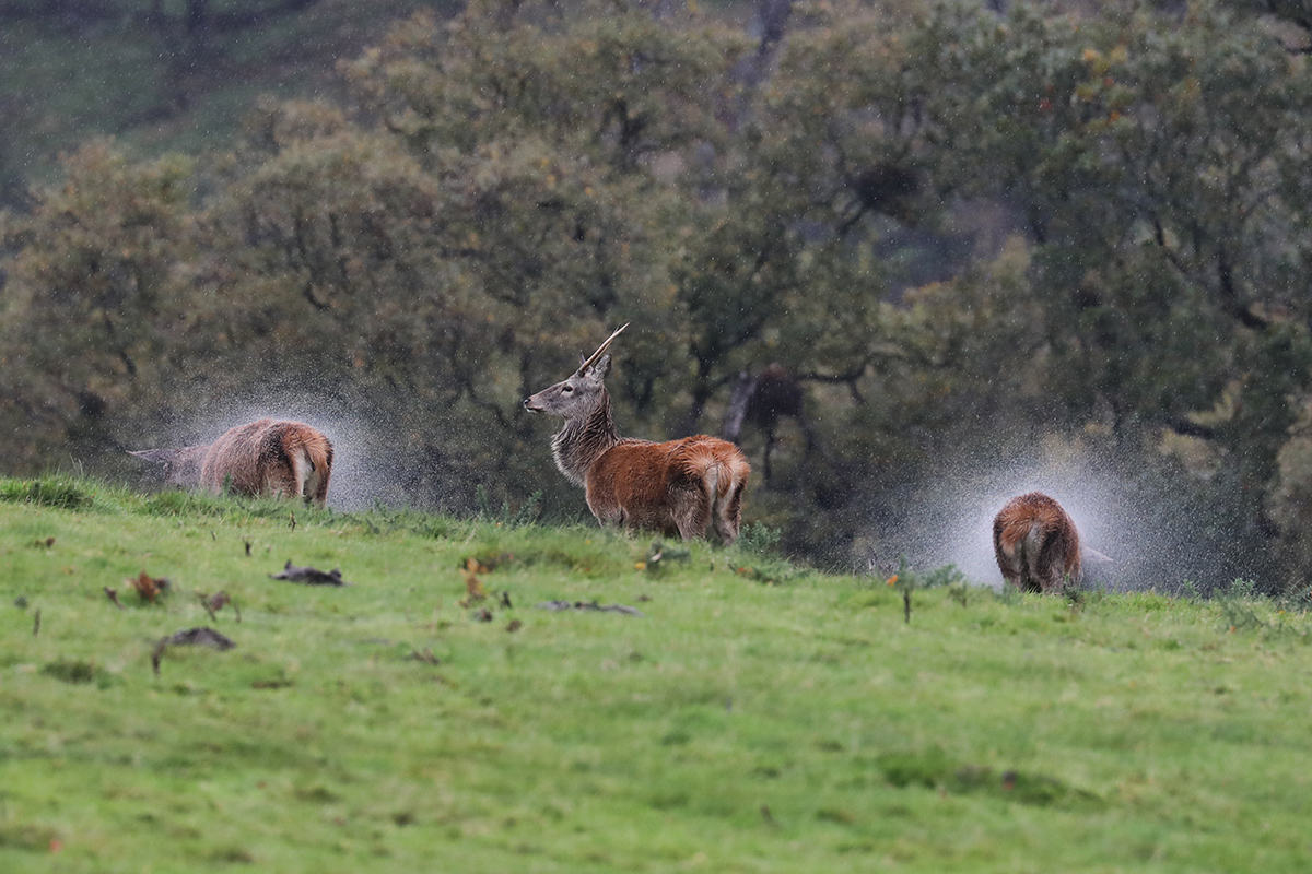 Shaking off the rain