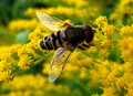 Beefly