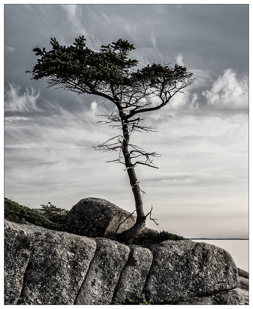 Lone Tree