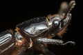 Hitchhiking Pseudoscorpions Taking The Beetle For A Ride. 