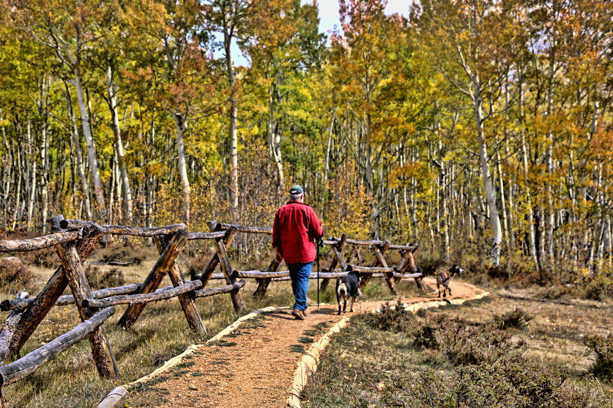 Autumn Walk