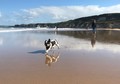 Taking the dogs to White Rocks beach