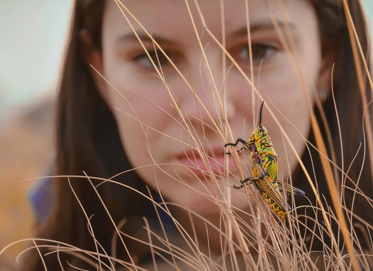 Chasing  grasshoppers 