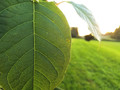 Veins - a leaf transport for both water and minerals