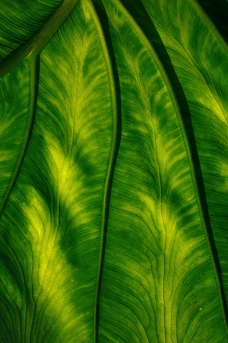 colocasia