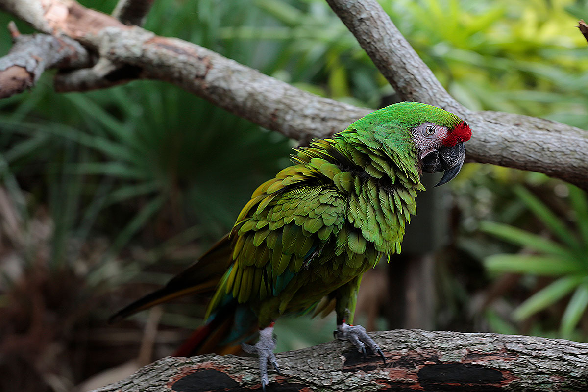 Ruffled Feathers