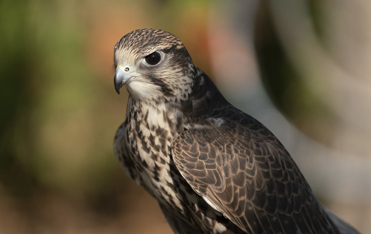 Falcon Portrait