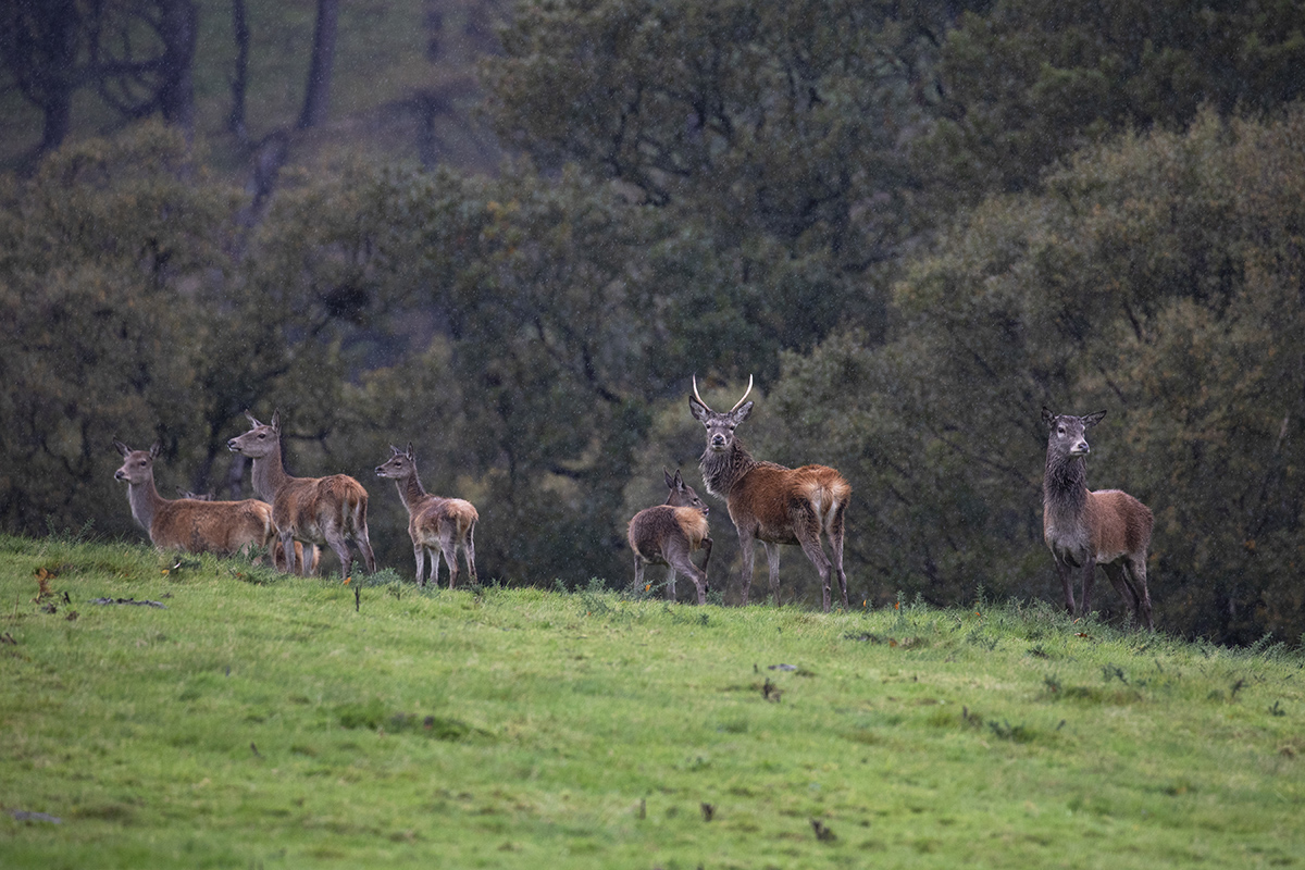 Deer on alert