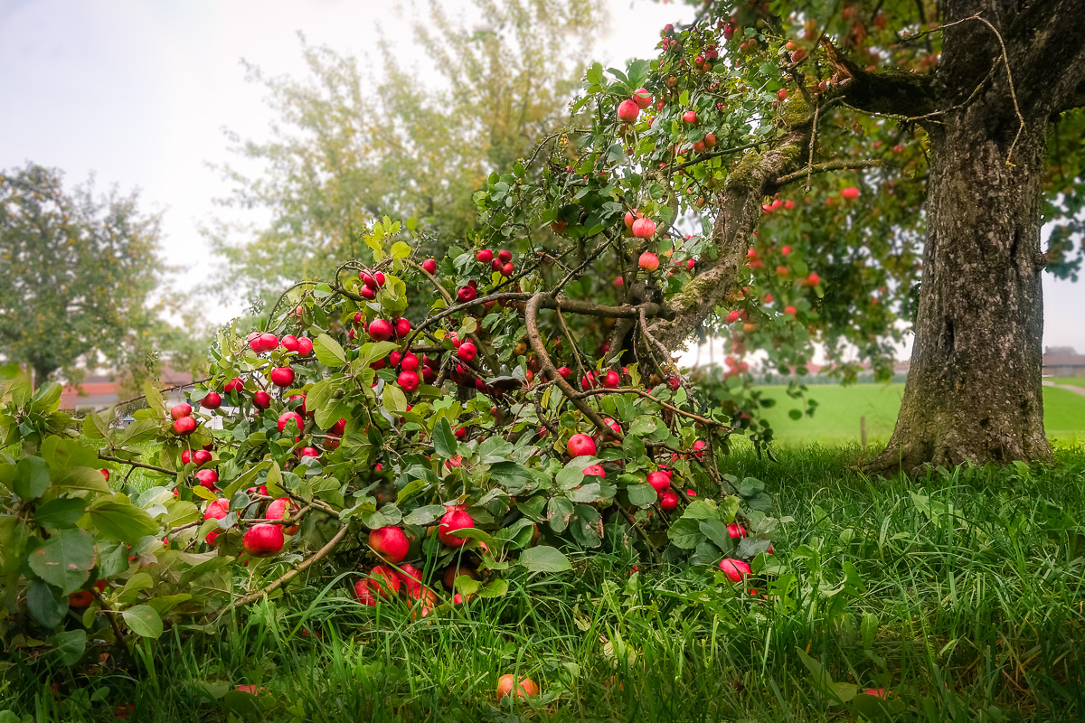 Bumper Crop