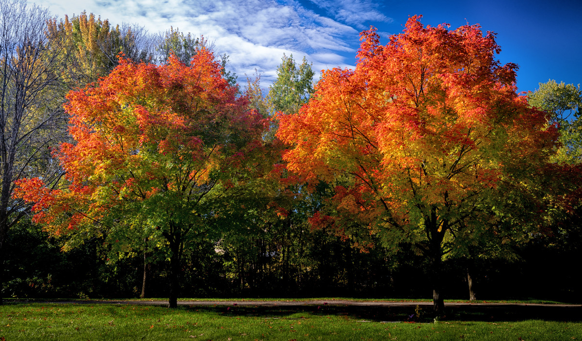 Fall colors in trees