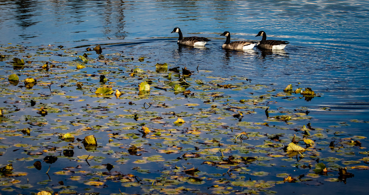 Foliage on the lake