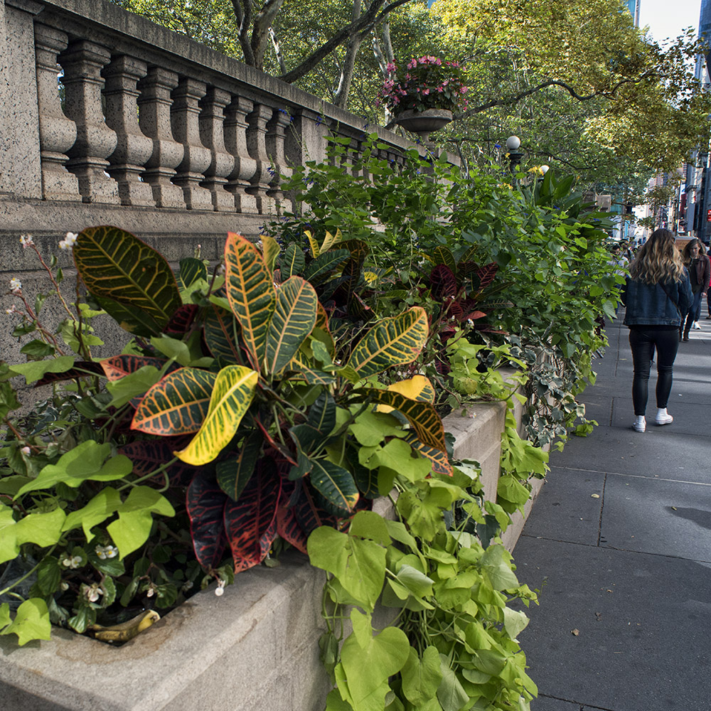 sidewalk plantings