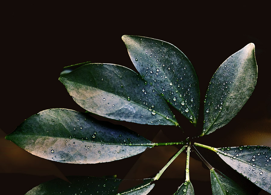 Araliaceae