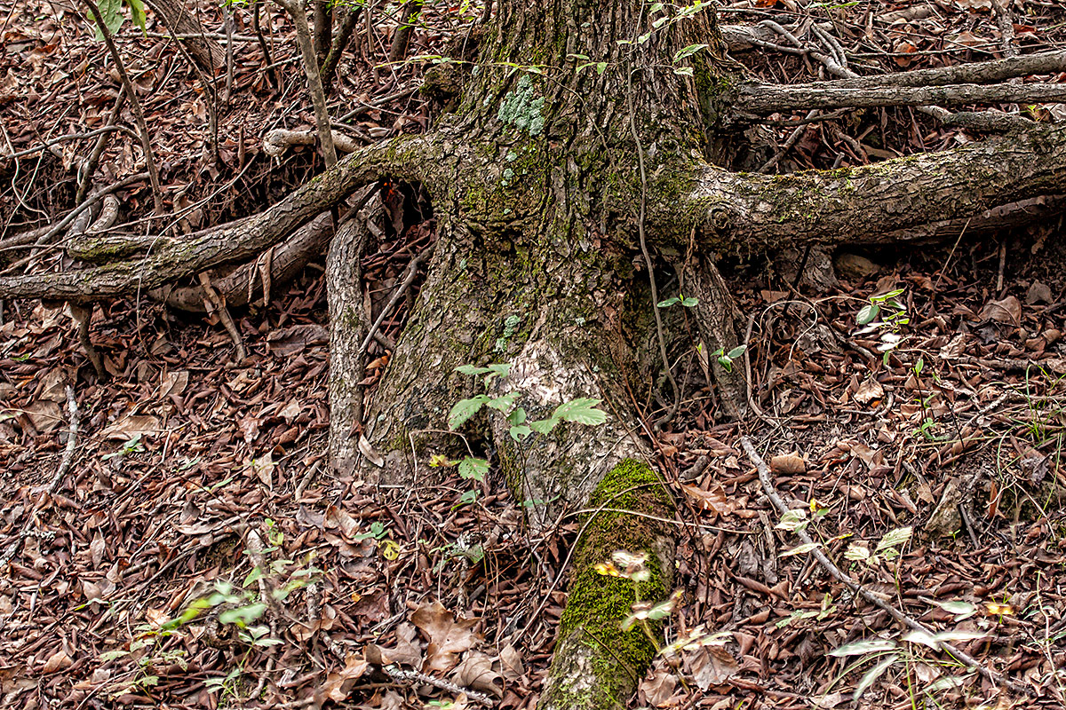 Elephant Trunk 