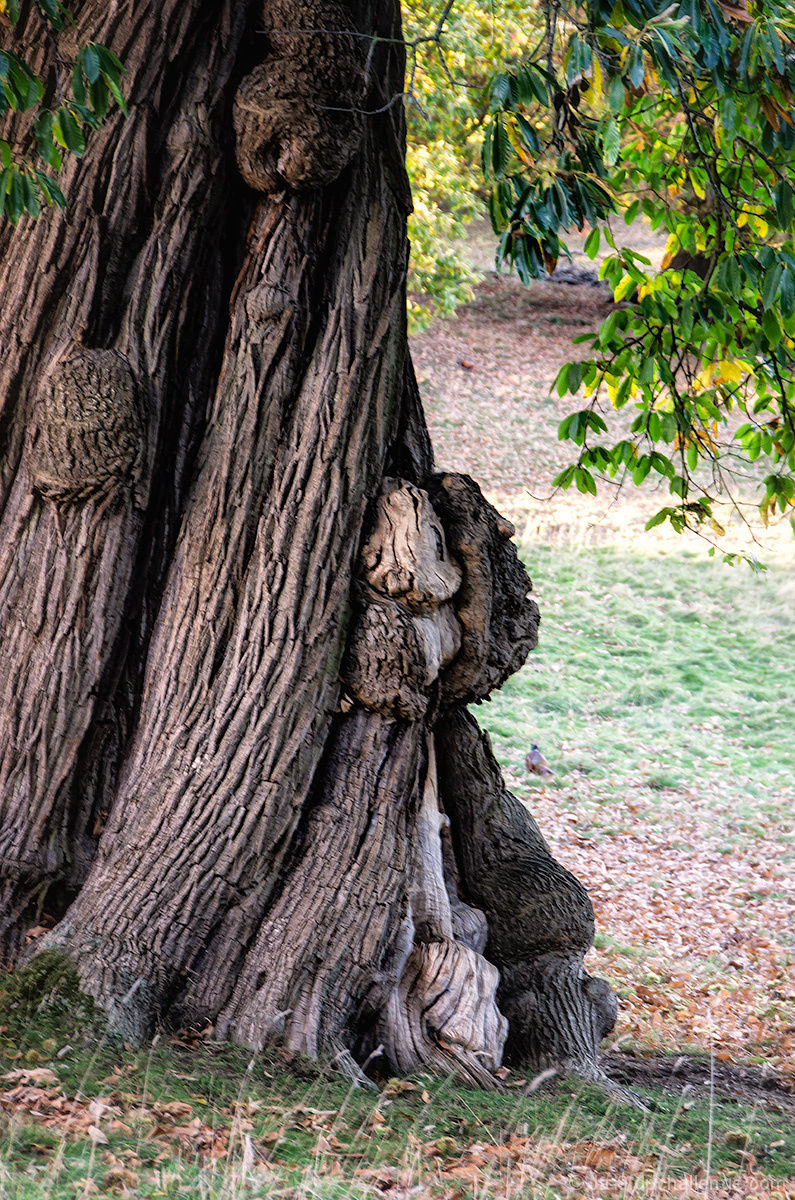 Tree Trolls