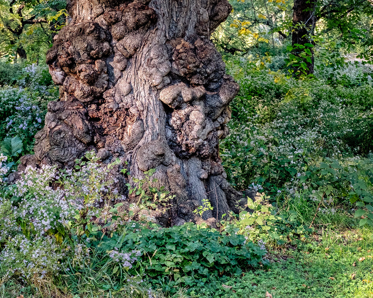 Pareidolia Tree