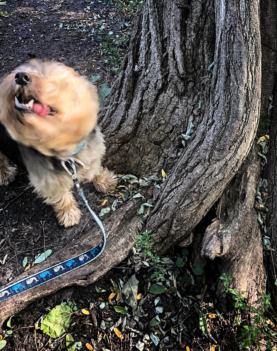 Bark and shake
