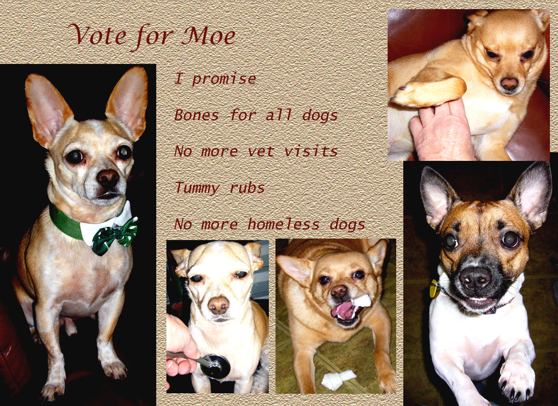 vote for moe