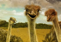 Ostriches on the Serengeti
