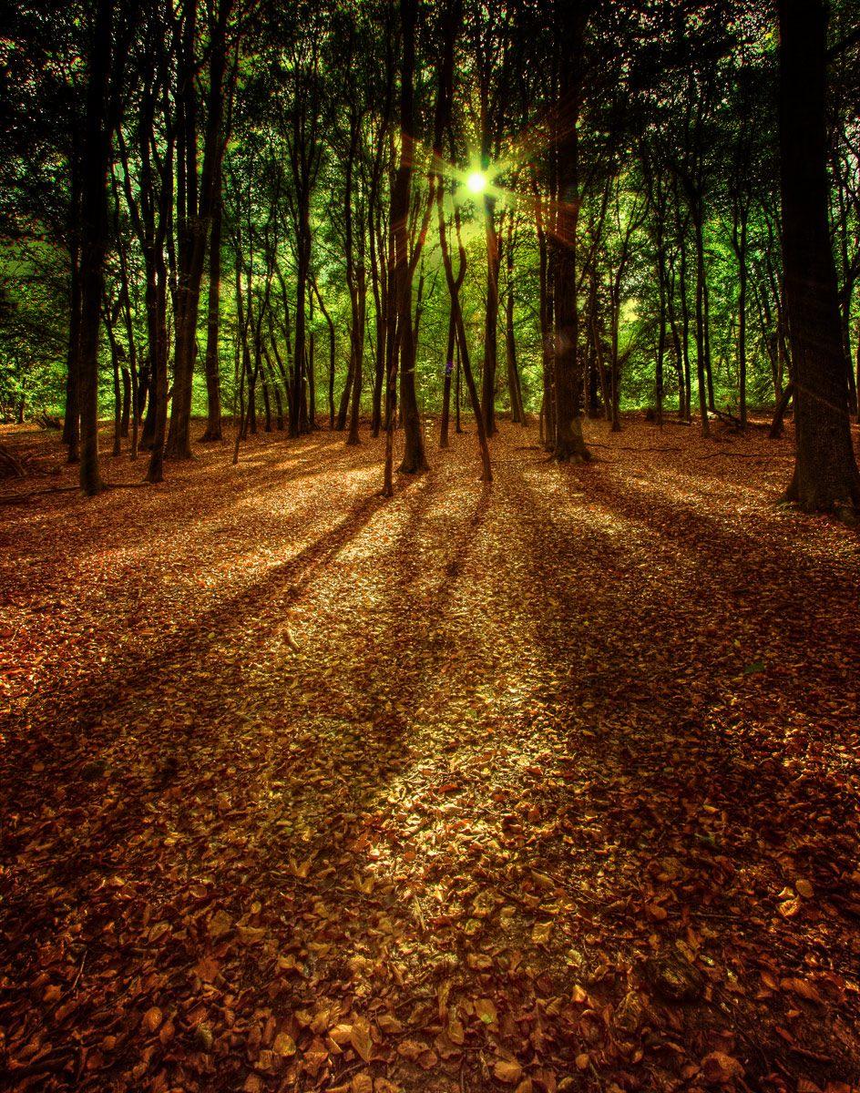 Autumn Leaves