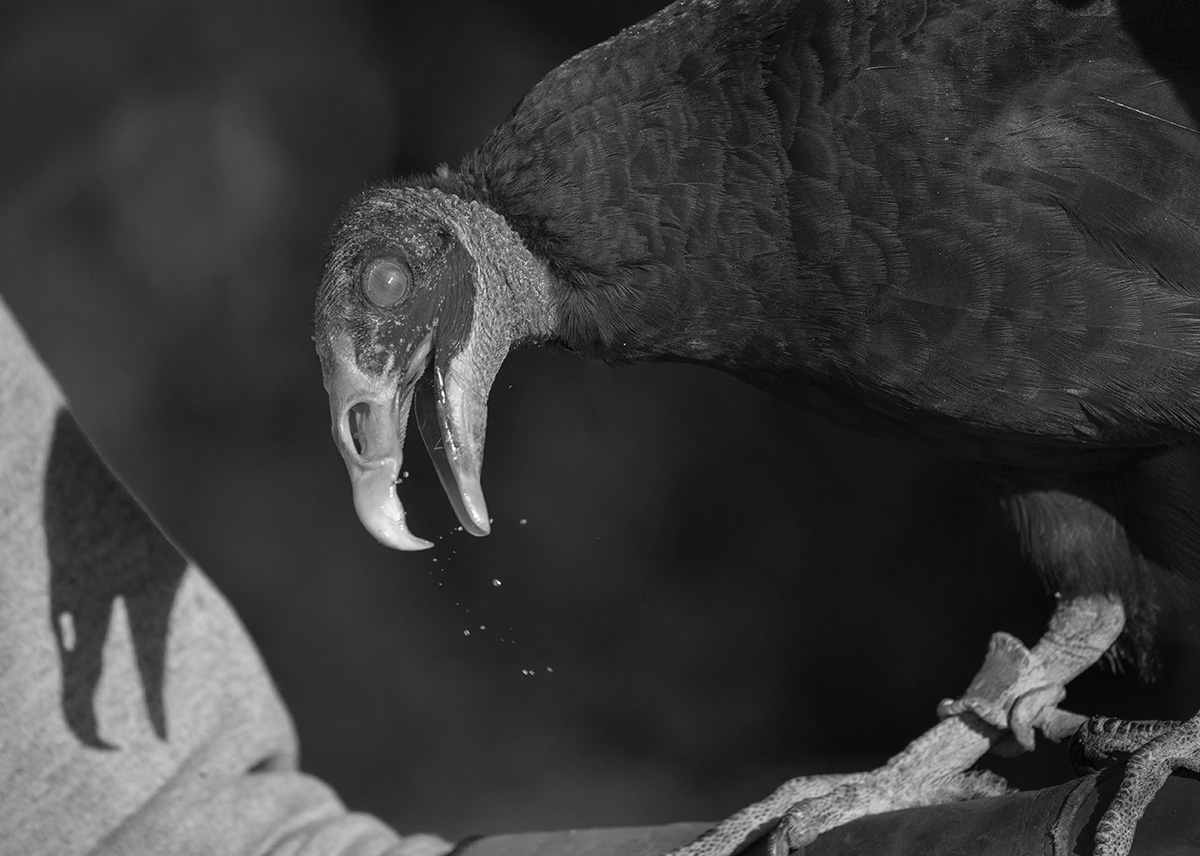 Vulture Culture
