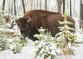 Winter solo in Yellowstone