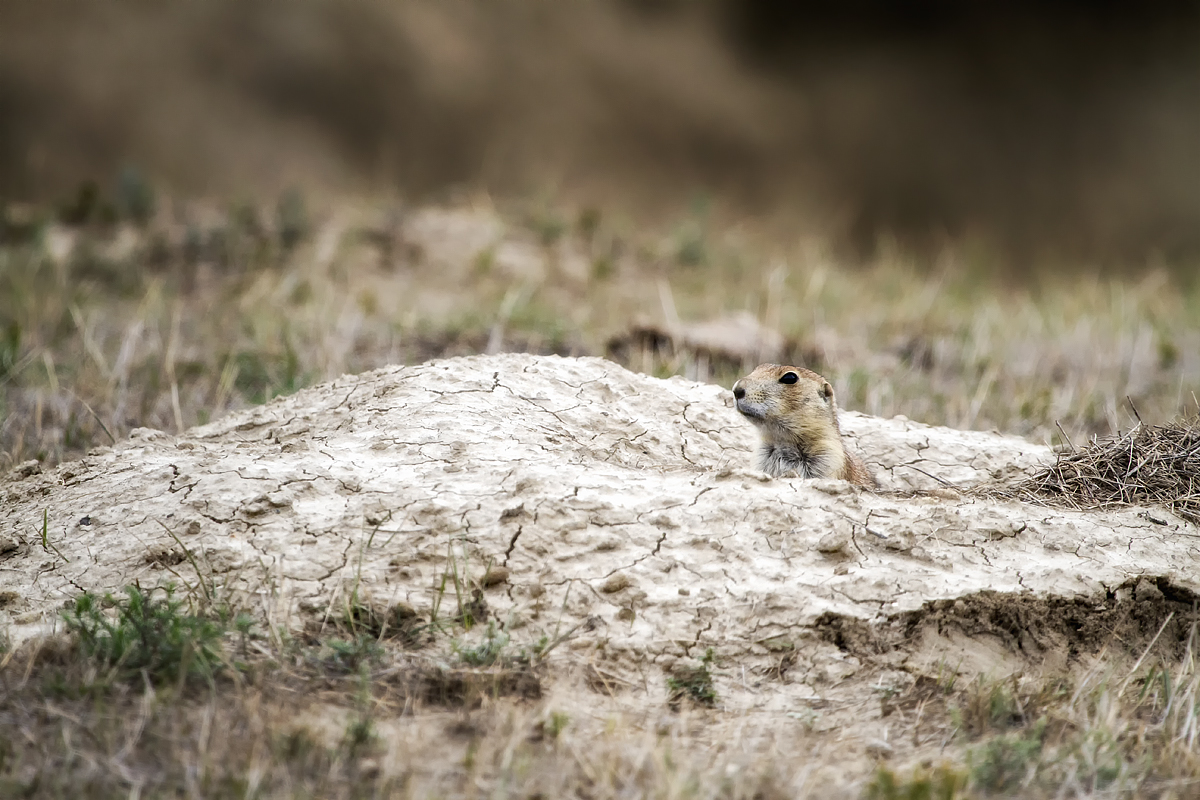 South Dakota Badlands