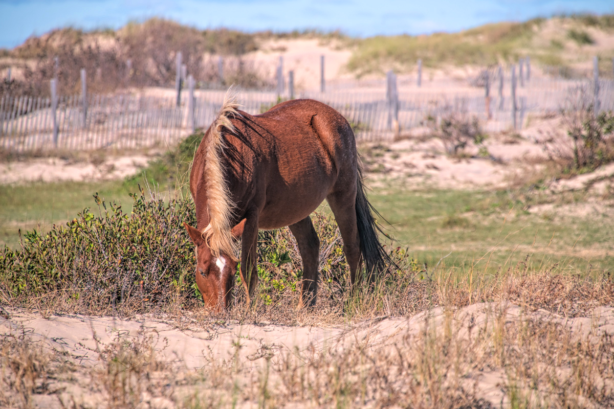 Currituck National Wildlife Refuge (home of the Corolla wild horses)