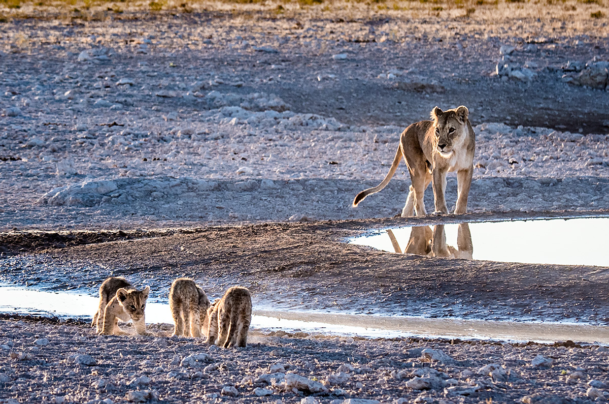 Etosha National Park