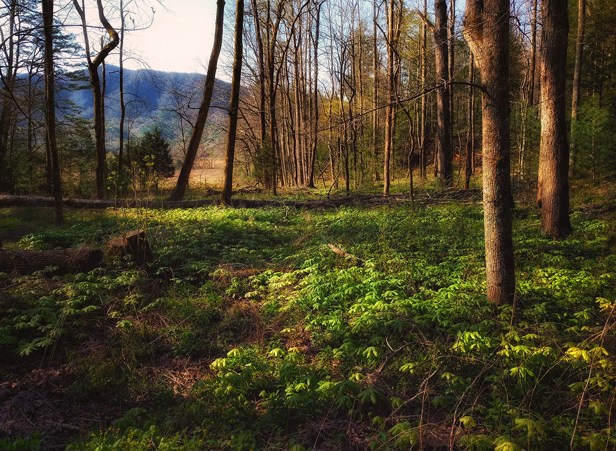 Mayapples, Cades Cove, GSMNP April 2018