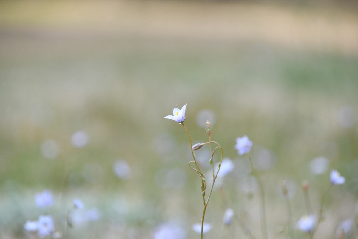 Field of dreams