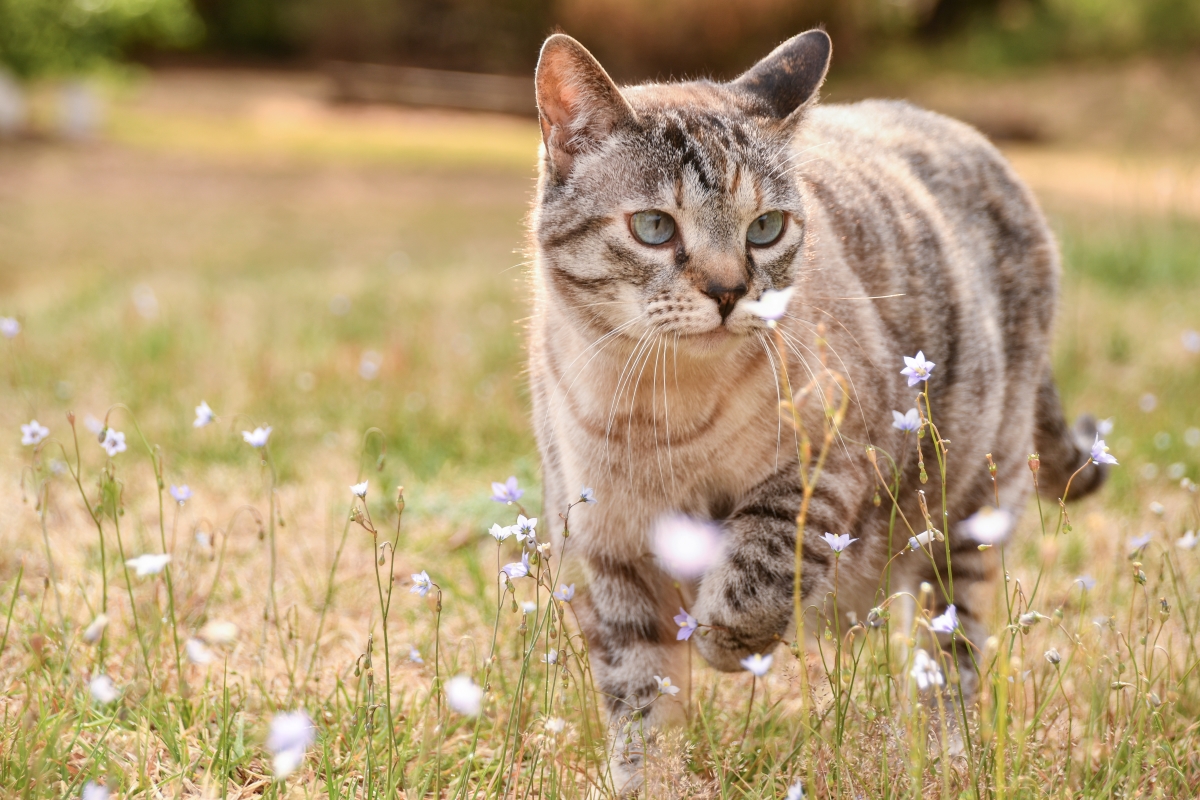 China cat sunflower