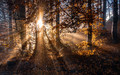 Last of the Sunrays