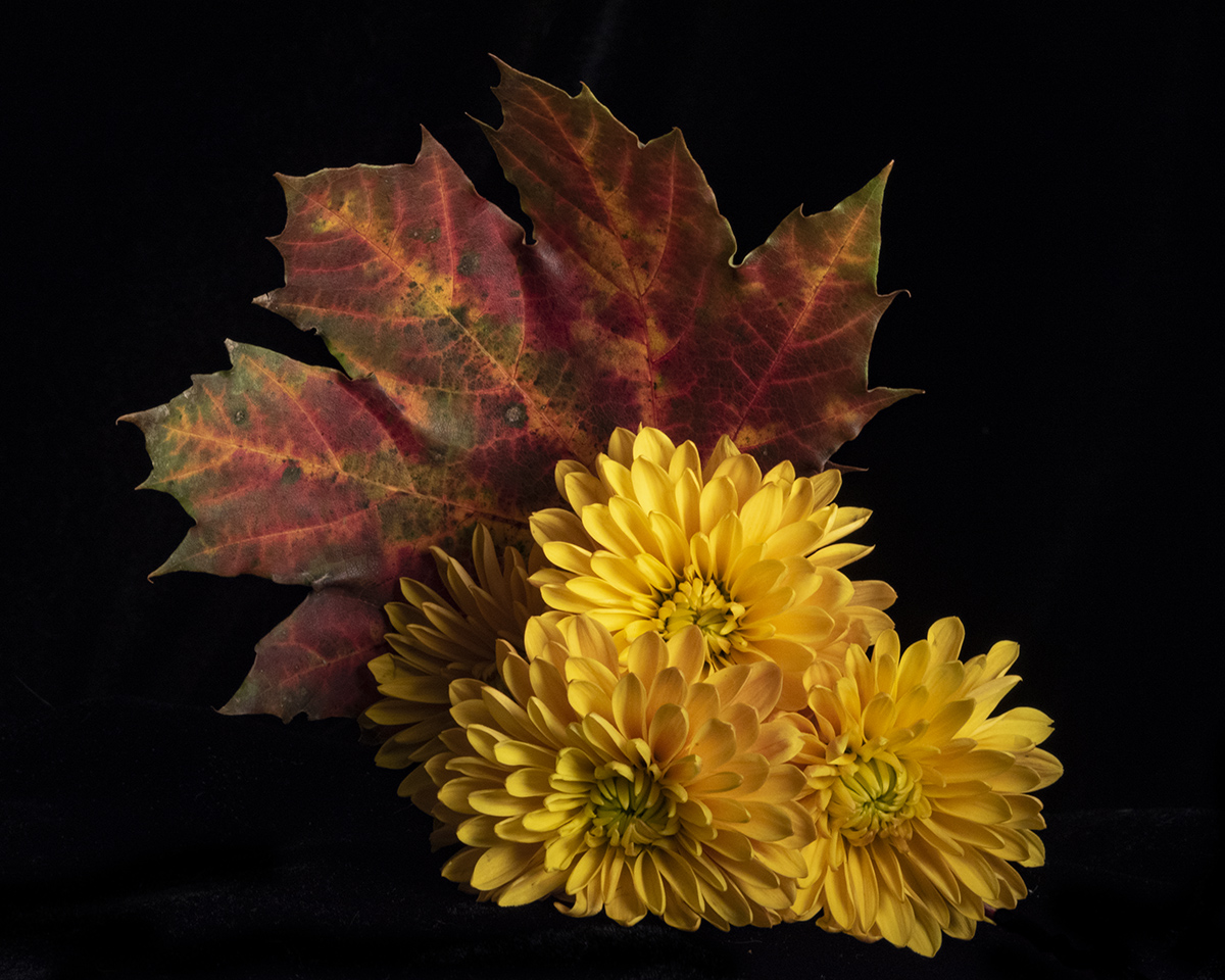 A Leaf with Mums